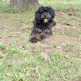 Cockapoo puppies from The Royal Kennel