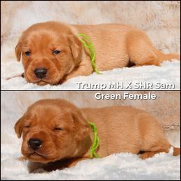 German Shorthaired Pointer and Labrador Retriever Puppies from LL Gun Dogs, LLC