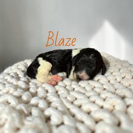 Blaze - Parti male Goldendoodle puppy in Lakeland, Florida from Golden Creek Doodles