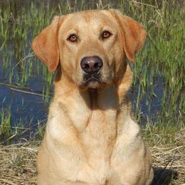 Labrador Retriever adult dog