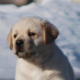 Labrador Retriever Puppies from Pendleton Labradors