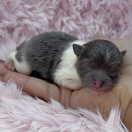 Kristoff - Black and tan parti male Pomeranian puppy in Wagoner, Oklahoma from Cascade Pomeranians