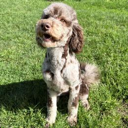Wendy - Merle female Goldendoodle puppy in Eureka, California from North Coast Doodles