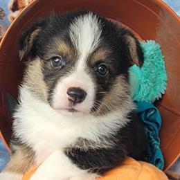 Turquoise bandana boy - Black and tan male Pembroke Welsh Corgi puppy in Cherokee, Oklahoma from MCS Farms-OK