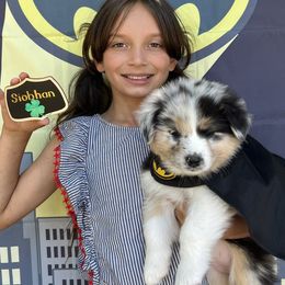Australian Shepherd Puppies from Trilogy Australian Shepherds