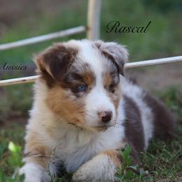 Rascal - Red merle male Australian Shepherd puppy in Ceres, California from Knight's Aussies