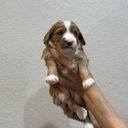 Goldendoodle Puppies from Kerri's Goldendoodles