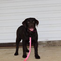 Fable - Chocolate female Labrador Retriever puppy in Morrilton, Arkansas from Ancient Dogges Performance Dogs