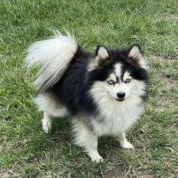 Steel - Pomsky