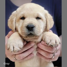 Gray collar boy - Yellow male Labrador Retriever puppy in Nacogdoches, Texas from Westlane Dogs