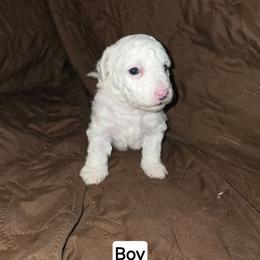 Garnet - White male Bichon Frise puppy in Altmar, Louisiana from Abbott Animals