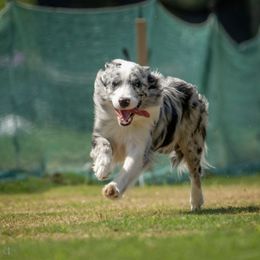Australian Shepherd and Border Collie All Grown Up from Lightspeed Kennels