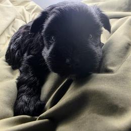 Raven AKC  Imported Champion Lines - Black female Miniature Schnauzer puppy in Saratoga Springs, Utah from Happy Beard Schnauzers