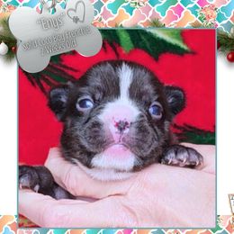 Boy 2 - Enys - Liver male French Bulldog puppy in Elberton, Georgia from Ioney's Southern Paws Shelties, Frenchies, and Yorkies