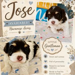Jose - Chocolate male Havanese puppy in Hawthorne, Florida from Havanese Acres