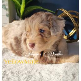 Aussiedoodle, Bernedoodle, and Goldendoodle Puppies from Johnson's Doodles