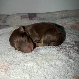 Cadbury - Red tri-color male Australian Shepherd puppy in Windsor, New York from Double B Aussies