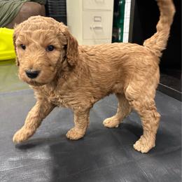 Ursula - Red  female Goldendoodle puppy in Chino Valley, Arizona from Whiskey Row Royals