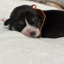 Orange collar - Black and tan male Pembroke Welsh Corgi puppy in Poulsbo, Washington from Central Valley kennel