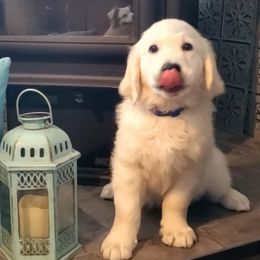 Golden Retriever Puppies from Kansas Prairie Pups