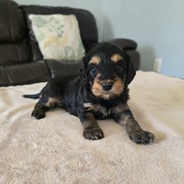 Ariel - Black and tan female Cavapoo puppy in Floyd, Virginia from Hearts and Paws Poodles and Doodles