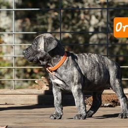 Orange Collar - Tiger male Perro de Presa Canario puppy in Pocahontas, Illinois from Cabeza Grande Kennel