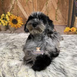 Beckham - Merle male Schnoodle puppy in Macks Creek, Missouri from Fluffy Buttz