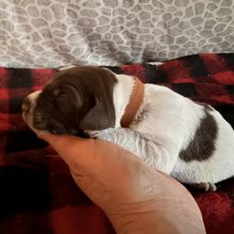 Brown Collar Male - Brown and gray male Wirehaired Pointing Griffon puppy in Sheldon, Vermont from Ole Poor Farm
