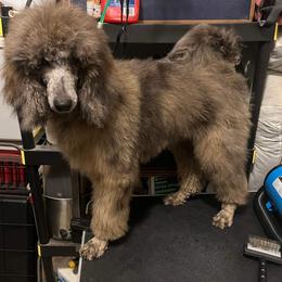 Poodle All Grown Up from Tri-state poodles & Doodles