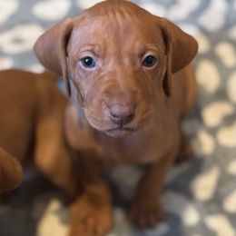 Lark - Golden rust female Vizsla puppy in Plymouth, Minnesota from Carlson Vizslas