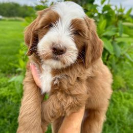 Boy- Mickey - Red  male Goldendoodle puppy in Ozark, Missouri from Halo Doodles