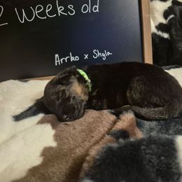 Green collar male - Black and red male German Shepherd puppy in Eugene, Oregon from Vom Osuna K9s