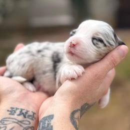 Cloud - Blue merle female Miniature American Shepherd puppy in Phoenix, Arizona from Outlaw Minis