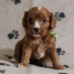 Romeo - Red male Cavapoo puppy in Springtown, Texas from North Texas Puppies