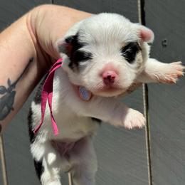 Snow (pink) fluffy - Black and white female American Corgi puppy in East Oakdale, California from Rhettro Kennels
