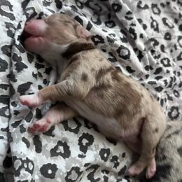 TBD - Red merle male Miniature Australian Shepherd puppy in Town 'N' Country, Florida from House of Miniature Aussies