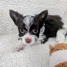 Chocolate parti Boy 1 - Parti male Yorkshire Terrier puppy in Odenville, Alabama from Yorkie Prints