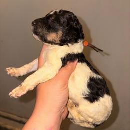 Vela - Parti female Poodle puppy in Toledo, Ohio from Exquisite Dalmatians & Standard Poodles