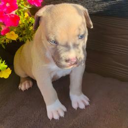 Boy 3 - Blue fawn male American Pit Bull Terrier puppy in Tenino, Washington from West Winds American Pit Bull Terriers