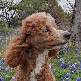 Monsieur Pierre - Red  male Poodle puppy in Weatherford, Texas from Donnasdoodlebugs