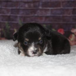 Reese - Black and tan male Pembroke Welsh Corgi puppy in Washington from Castle View Royal Rumps