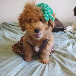 Goldendoodle Puppies from DoodleBlessings