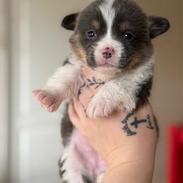 Daisy- Bluie Tri - Blue female Pembroke Welsh Corgi puppy in Aberdeen, Washington from Coastal country Farms