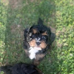Tony - Black and tan male Cavapoo puppy in Fayette County, Ohio from Happy Tails