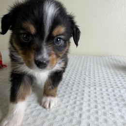 Cashmere - Black tri female Miniature American Shepherd puppy in Tonasket, Washington from V5 Aussies