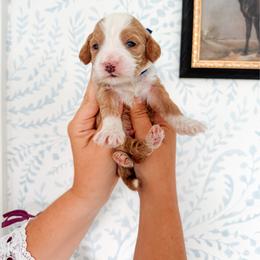 Theodor - Navy collar boy - Red  male Goldendoodle puppy in Ruthorfordton, North Carolina from Duncan Doodles Goldendoodles