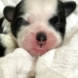 Shihpoo puppies from Parisian Puppies