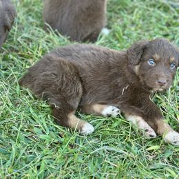 Puppy 1 - Red tri-color male Australian Shepherd puppy in Hillview, Illinois from Malin Family Aussies