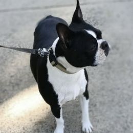 Bell - Boston Terrier