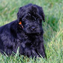 Giant Schnauzer Puppies from Schnauzer Ranch